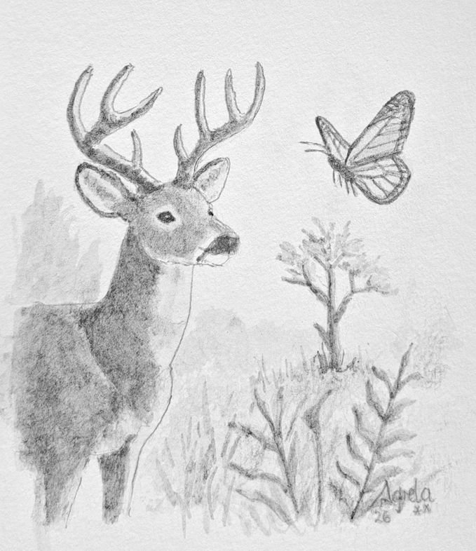 Ilustración 7