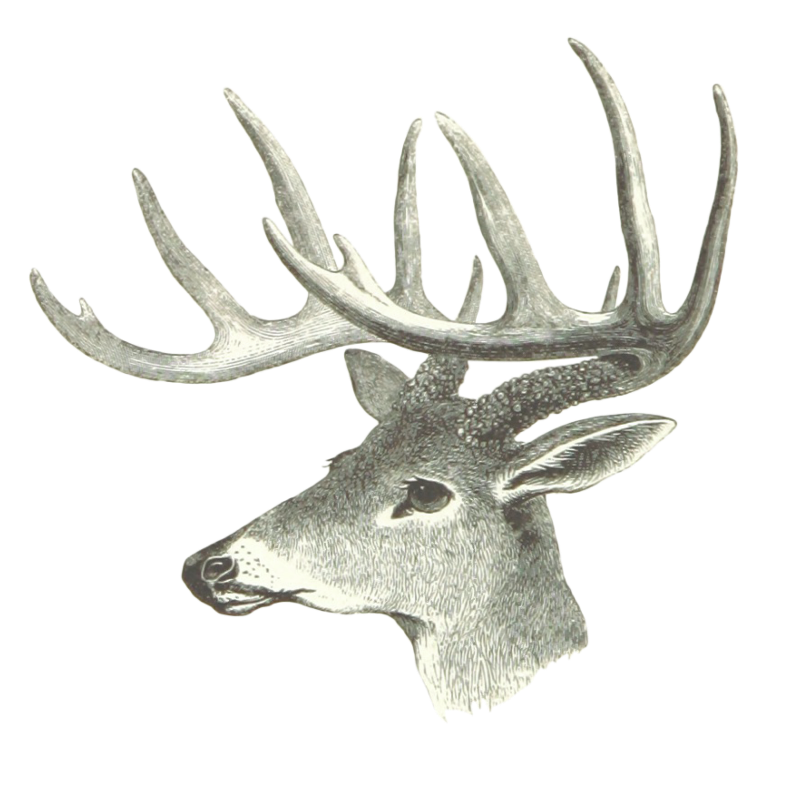 Conexión profunda